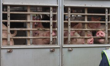 Schweine mussten nach Unfall in Steinhaus bei Wels umgeladen werden