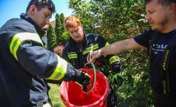 Feuerwehreinsätze wegen Schlangen in Marchtrenk