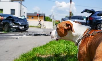 Mensch und Tier bei Unfall in Linz verletzt