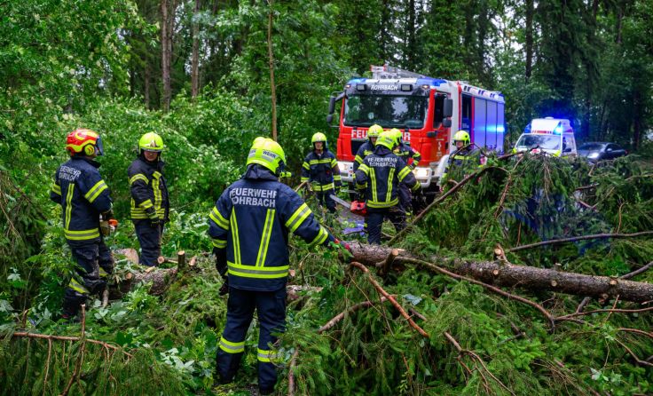 Umgestürzte Bäume bei St. Florian (Foto: FOTOKERSCHI / WERNER KERSCHBAUMMAYR)