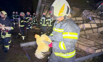 Lkw-Anhänger mit 700 lebenden Hühnern in St. Lorenz umgekippt