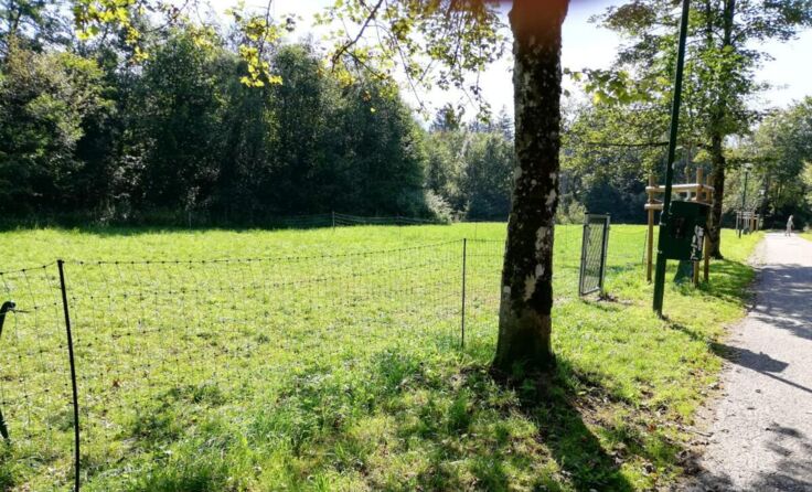 Hundefreilaufzone in Kaltenbach (Foto: Katharina Wimmer)
