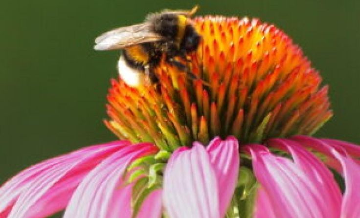 Hummel am Sonnenhut (Foto: Georg Wiesinger)