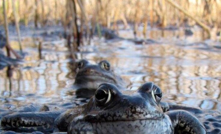 Ein Grasfrosch in der Natur. (Foto: Foto Mayer)
