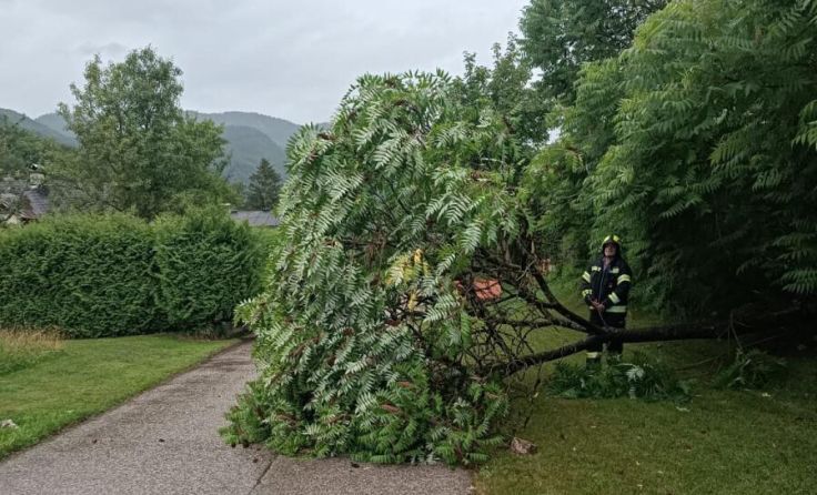 Ein Baum stürzte in Bad Ischl auf die Straße. (Foto: ff-badischl.at)