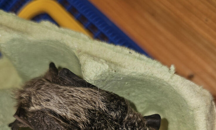 Mittlerweile konnte die Fledermaus wieder in die Freiheit entlassen werden. (Foto: Wilfried Fischer)
