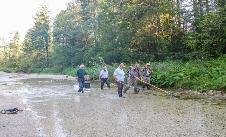 Es konnten noch viele Fische gerettet werden.Foto: Heimo Huber