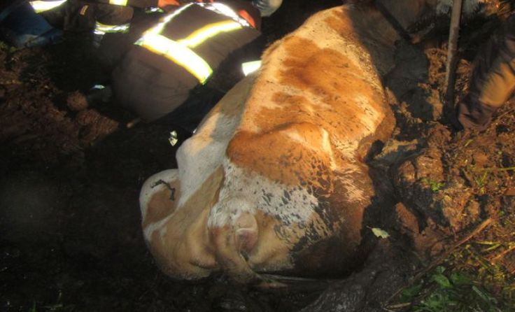 Kuh konnte unverletzt aus Schlammloch gerettet werden. Foto: FF St. Agatha