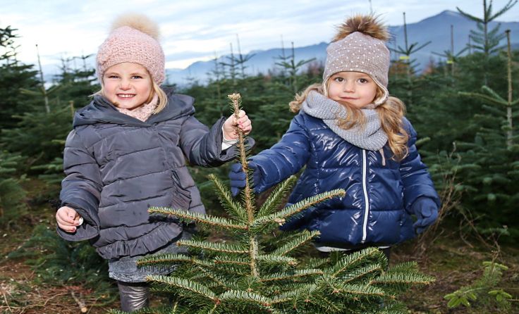 Beim Christbaum kommt es auf die Frische an. Foto: Hörmandinger