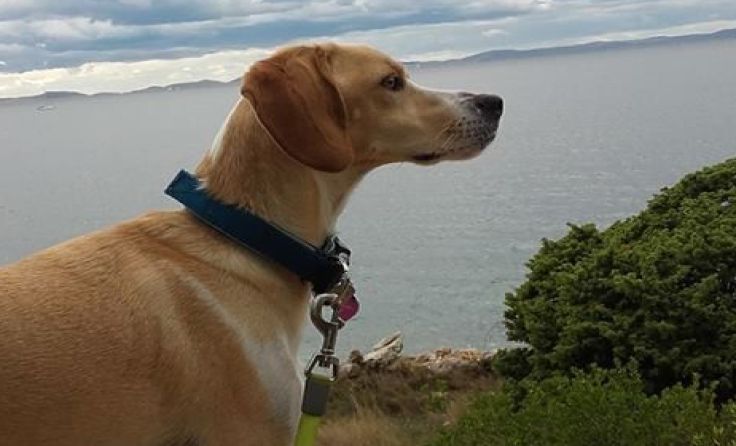 Tierhasser legte Hundeköder aus. Symbolfoto: StraKu