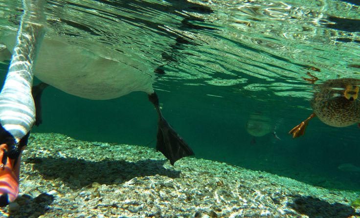 Ein Schwan bei der Futtersuche im Traunsee Foto: Gerald Kapfer