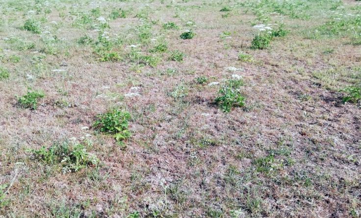 Zahlreiche Wiesen von Engerlingen befallen. Foto: SPÖ St. Wolfgang