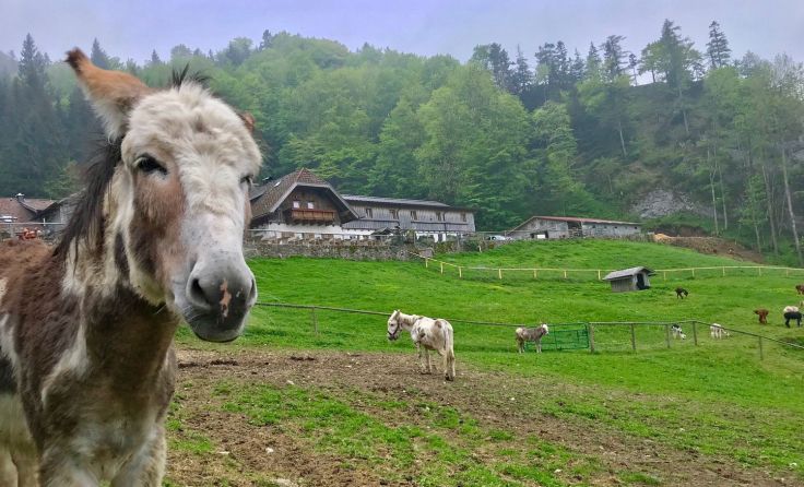 Symbolfoto: Thomas Leitner
