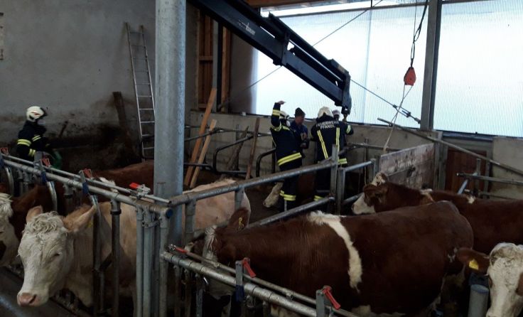 Feuerwehr musste Kuh mittels Kran befreien. Foto: ff-badischl.at
