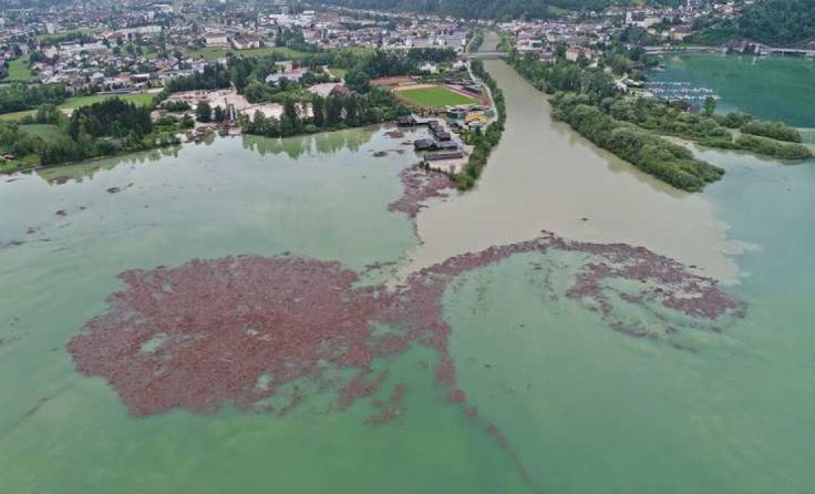 Schwemmholz in Ebensee (Foto: Hörmandinger)