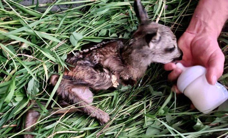 Foto: ff-badischl.at