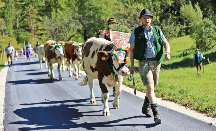 Almabtrieb im Salzkammergut (Foto: Hörmandinger)