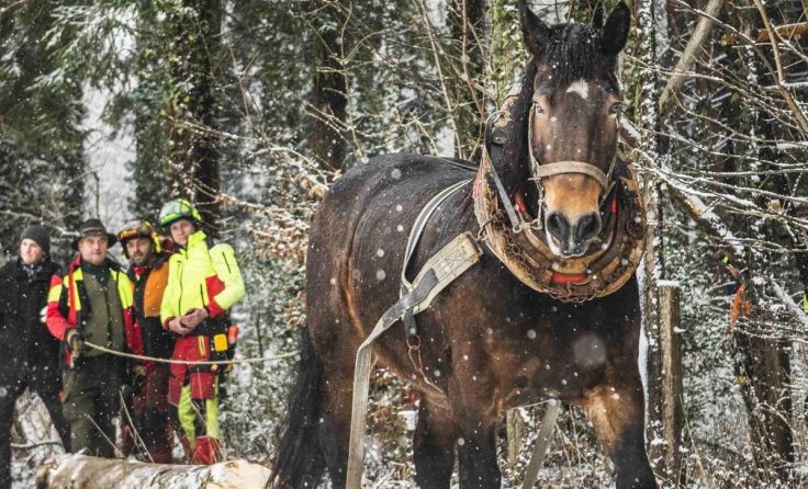 Noriker Stute Fanni mit Forstarbeitern (Foto: crea-via)