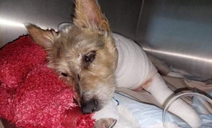 Hunderl "Jackson" nach der Operation in der Tierklinik. (Foto: privat)