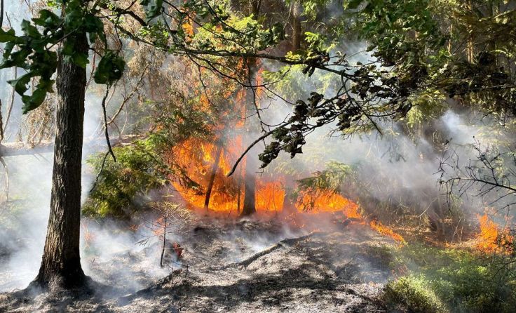 Waldbrand in Niederösterreich (Foto: Apa/BFKDO Gmünd)