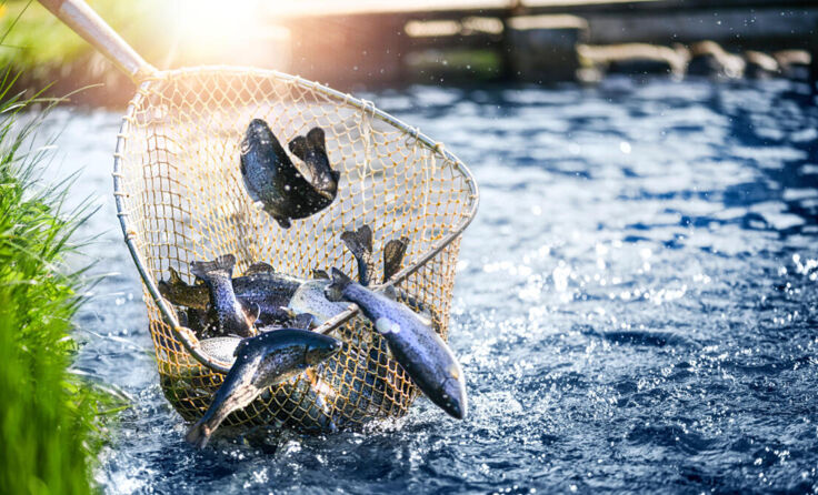 Fischereireviere in Oberösterreich nun digitalisiert (Foto: stock.adobe.com/Milan)