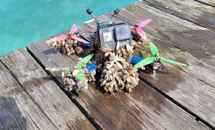 Die "gefangene" Drohne war bereits mit Muscheln besiedelt. (Foto: Axl Staufer)