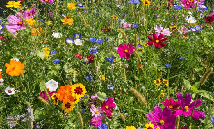 Blumenwiese (Foto: stock.adobe.com/Georg Kippes)