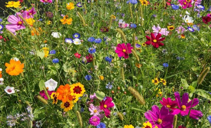 Blumenwiese (Foto: stock.adobe.com/Georg Kippes)