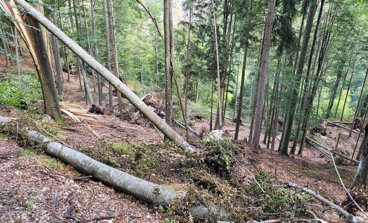 Windwurfschäden im ÖBf-Forstrevier St. Gilgen im Flachgau-Tennengau(Foto: ÖBf-Archiv/M. Hopfer)