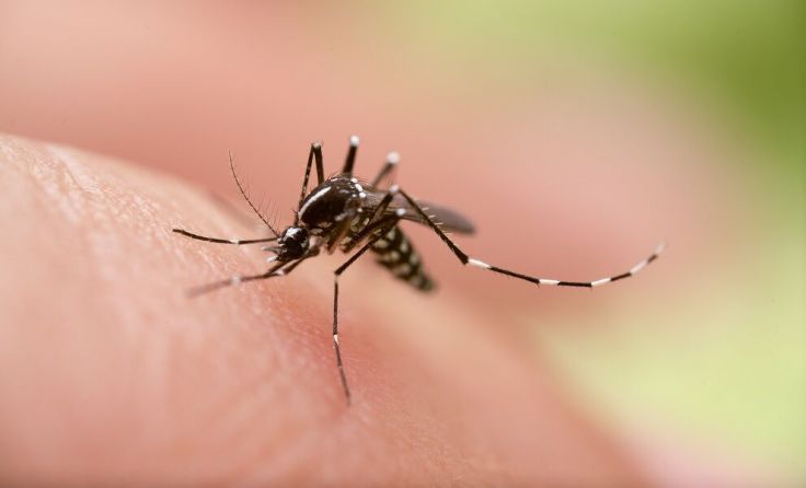 Mücken übertragen zahlreiche Krankheiten (Foto: adobe.stock/frank29052515)