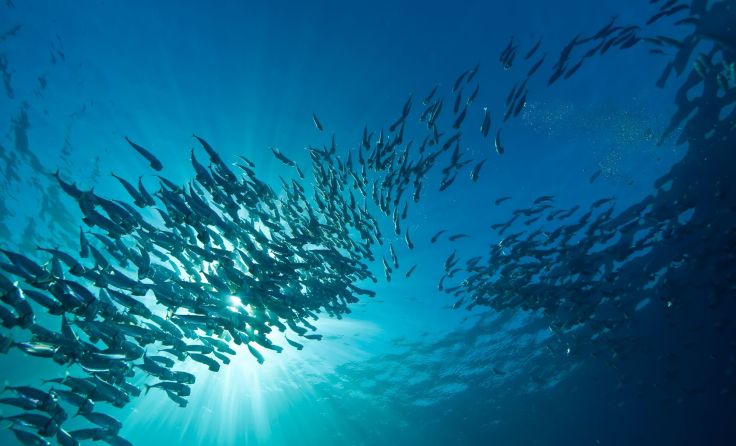 Makrelen Schwarm (Foto: adobe.stock/stephan kerkhofs)