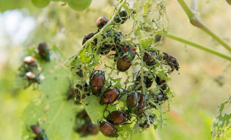 Der Japankäfer kann große Schäden verursachen (Foto: Agroscope/Giselher Grabenweger)