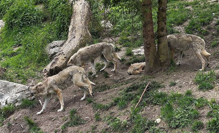 Viele sehen Wölfe als gefährlich an (Foto: Tom Leitner)
