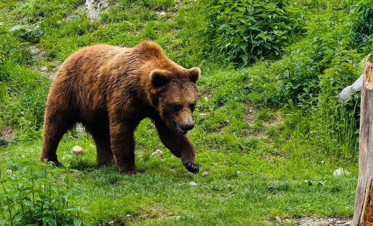 Bär (Foto: Tom Leitner)