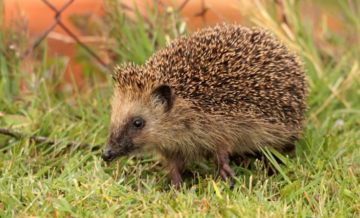 Ein Braunbrustigel (Foto: Josef Limberger)