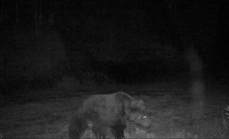 Wildkameraaufnahme des Bären im Gemeindegebiet von Pfunds (Foto: Land Tirol)