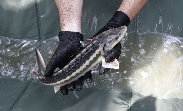 Ausgestorben geglaubter Stör in Drau entdeckt (Foto: WWF Austria/Hannes Greber)