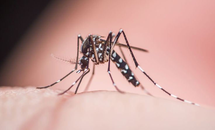 Tigermücke (Foto: stock.adobe/Pawich Sattalerd)