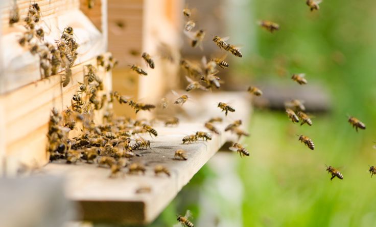 Bienenvölker in Bayern vernichtet (Foto: adobe.stock/topo84)