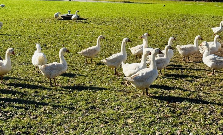 Geflügel muss aktuell geschützt werden (Foto: Tom Leitner)