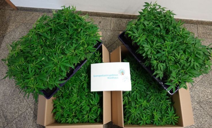 Beschlagnahmte Cannabispflanzen (Foto: Bayrische Polizei)