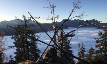 Singvogelfang im Fokus: Tierschutzverein bringt 12 Anzeigen nach Kontrollen im Salzkammergut ein