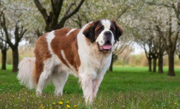 Blutdrama beim Spaziergang: Riesige Bernhardiner zerfleischen zwei kleine Terrier
