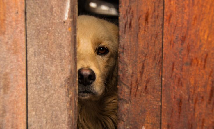 Viele Tiere mussten auch im Vorjahr Leid ertragen (Foto: ndres/adobe.stock)