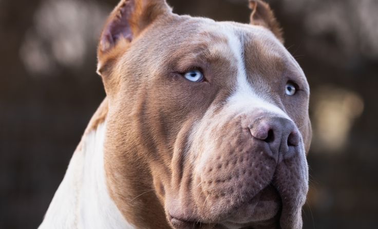 Ein American Bully XL biss sein Herrchen zu Tode (Foto:Artur/adobe.stock)