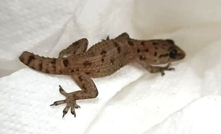 Gecko reiste in Packung Erdbeeren bis nach Gosau (Foto: privat)