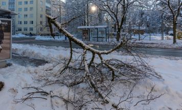 Ast kracht von Baum: Spaziergang endet tödlich – 77-Jährige stirbt nach Unglück in Nürnberg