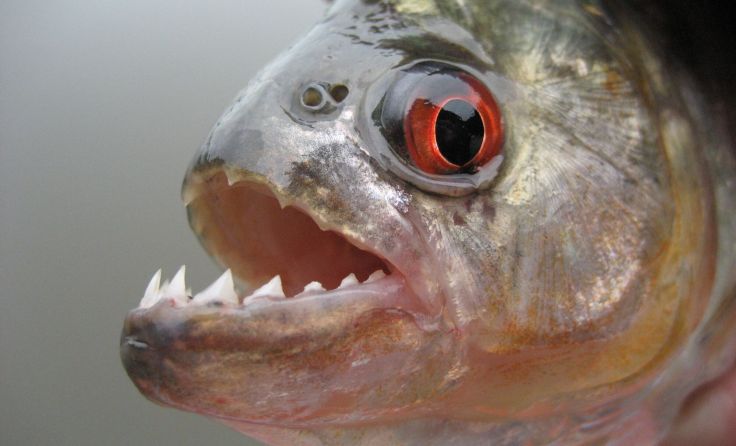 Piranhas griffen Mensch beim Baden an (Foto: guentermanaus/adobe.stock)