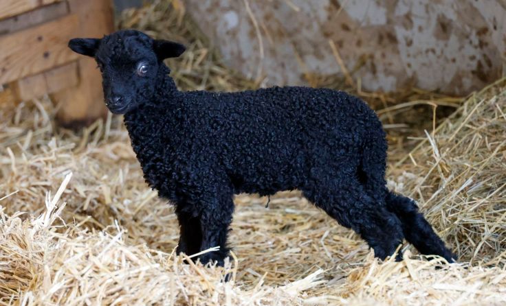 Zackelschafbaby Nathalie ist eine Botschafterin für aussterbende Tierrassen (Foto: Gut Aiderbichl)
