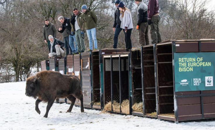 Wisent-Kuh Ina auf Liebesurlaub im Kaukasus (Foto: EMIL KHALILOV)
